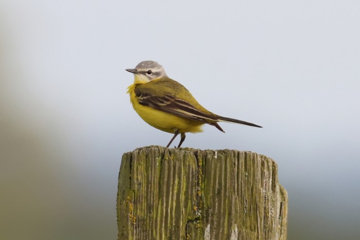 Channel Wagtail