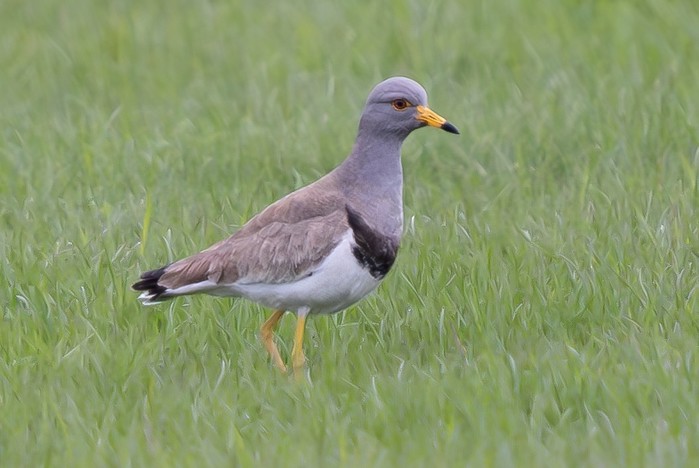 Grey-headed Lapwing