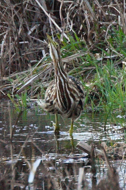 American Bittern