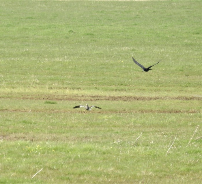 Grey-headed Lapwing