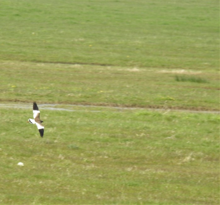 Grey-headed Lapwing