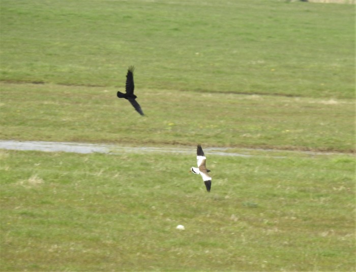 Grey-headed Lapwing