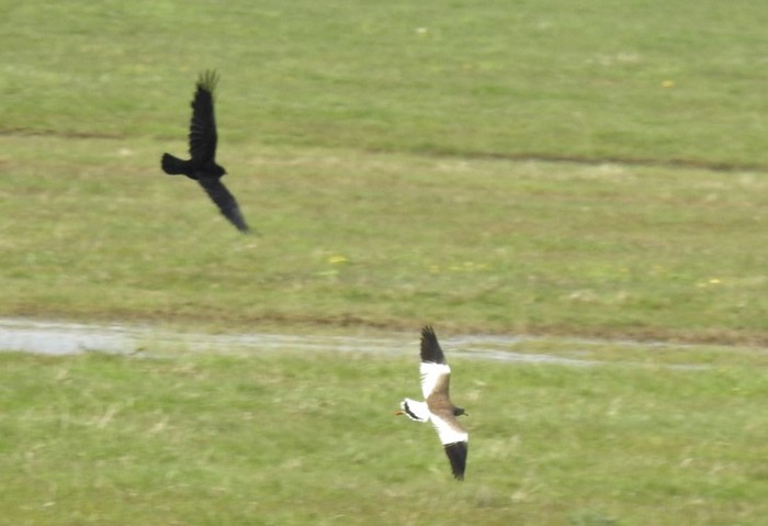 Grey-headed Lapwing