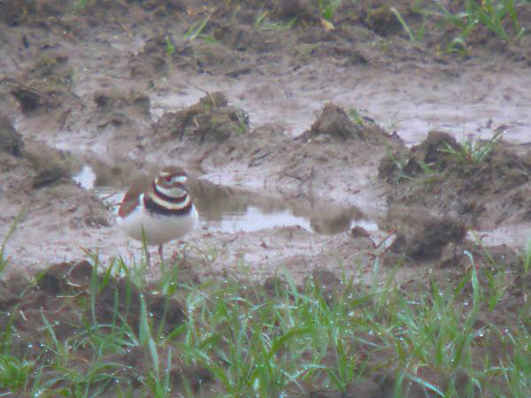 Killdeer