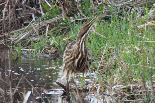 American Bittern