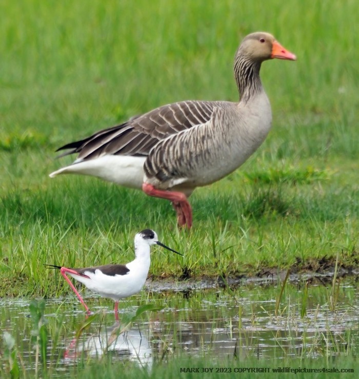 Black-winged Stilt