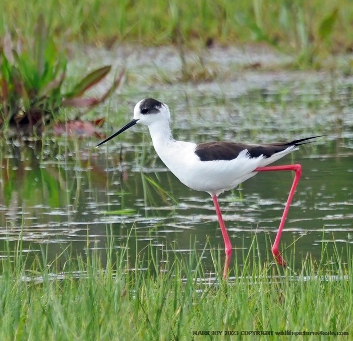 Black-winged Stilt