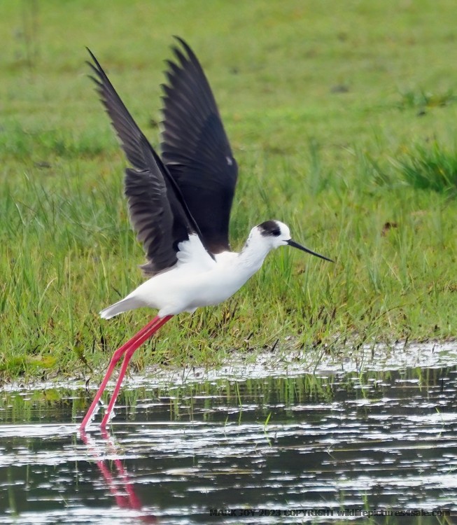 Black-winged Stilt