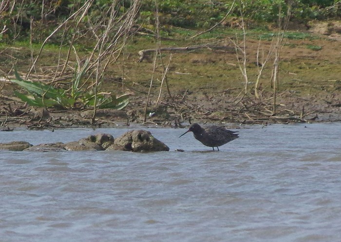 Spotted Redshank