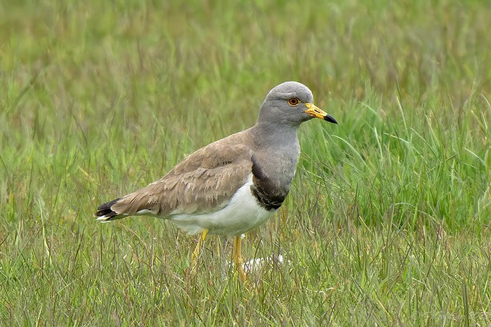Grey-headed Lapwing