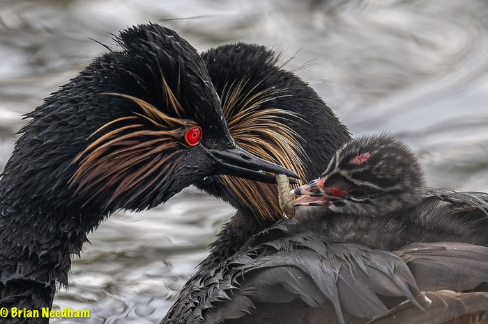 Black-necked Grebe
