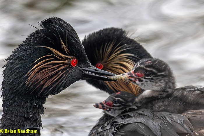 Black-necked Grebe