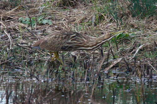 American Bittern