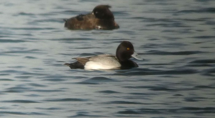 Lesser Scaup