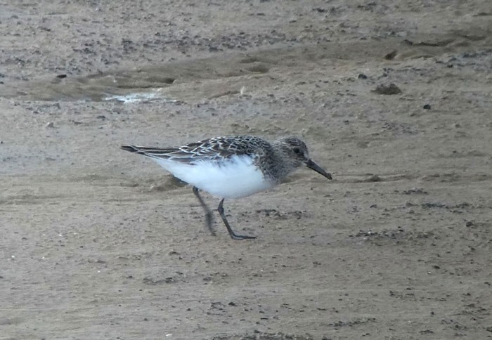 Sanderling
