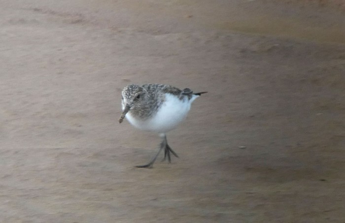 Sanderling