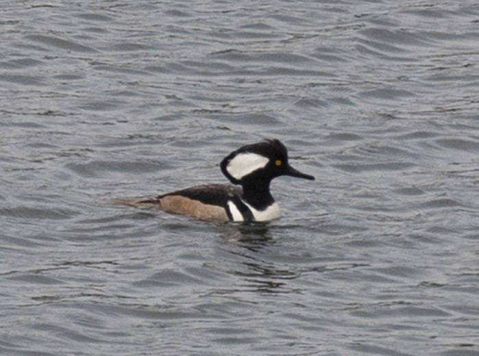 Hooded Merganser