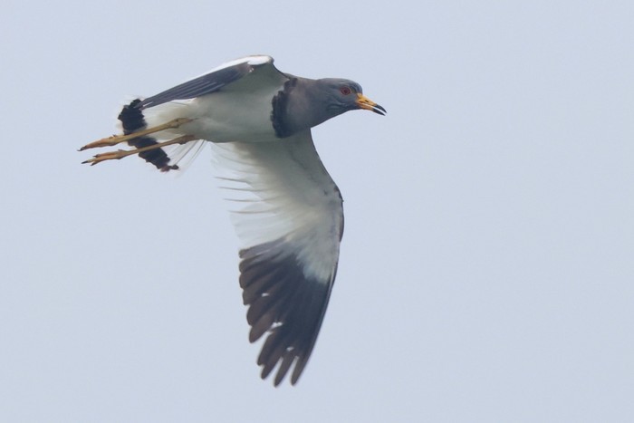 Grey-headed Lapwing