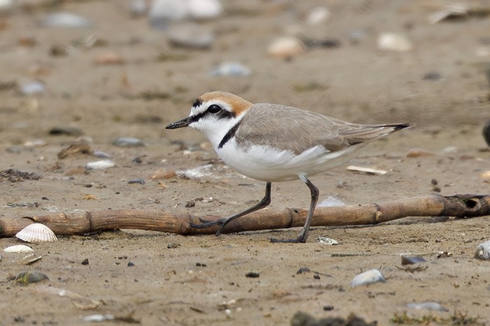 Kentish Plover