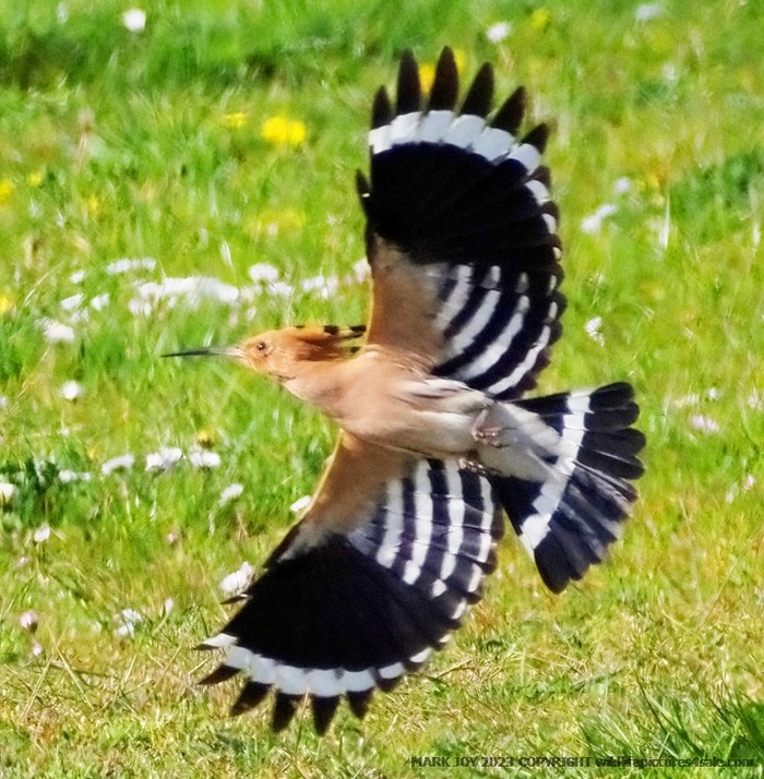 Hoopoe