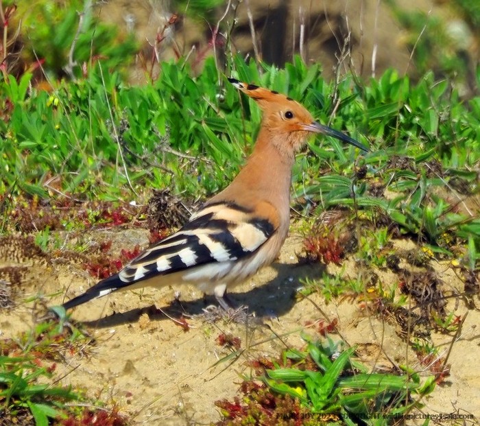 Hoopoe