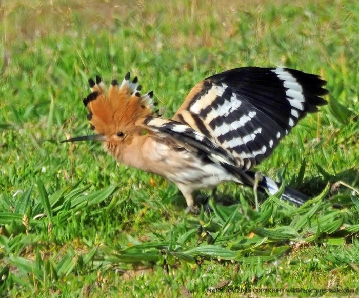 Hoopoe