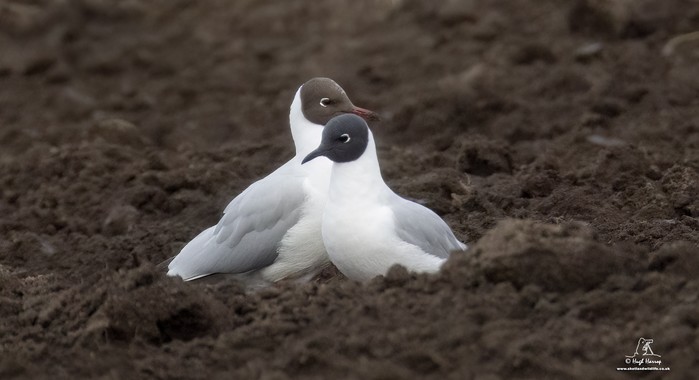 Bonaparte's Gull