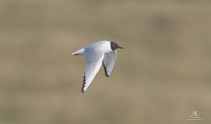 Bonaparte's Gull