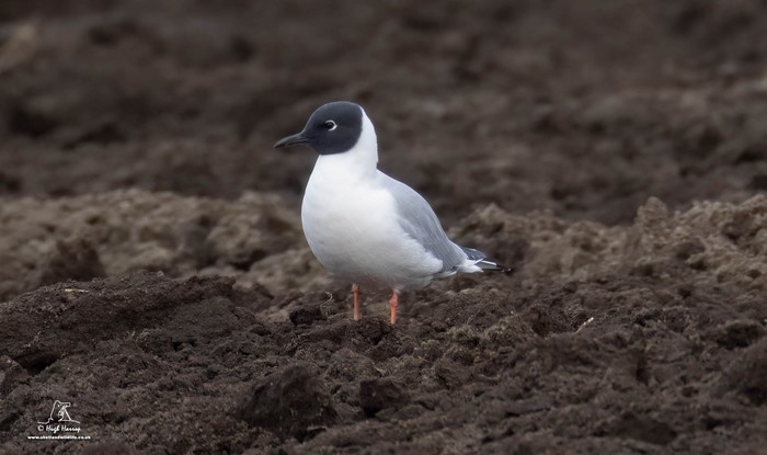 Bonaparte's Gull