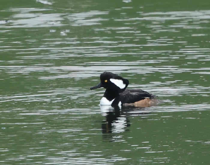 Hooded Merganser