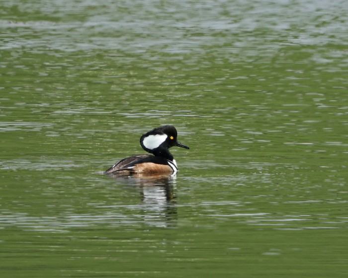 Hooded Merganser