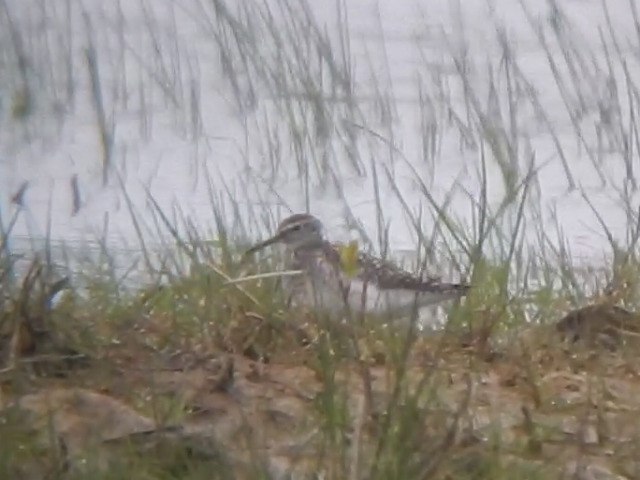 Wood Sandpiper