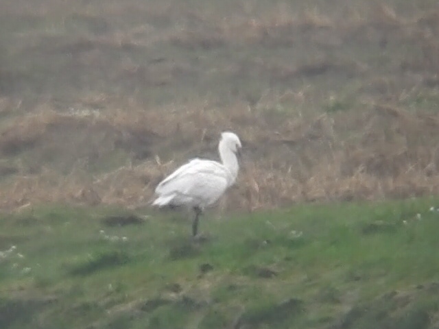 Spoonbill