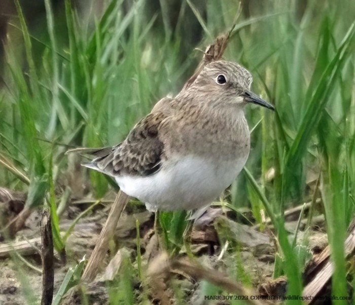 Temminck's Stint