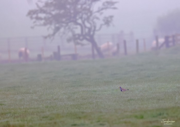 Grey-headed Lapwing