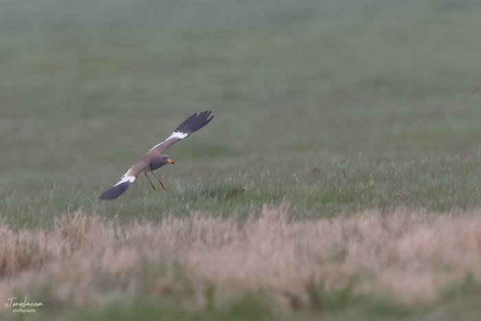 Grey-headed Lapwing