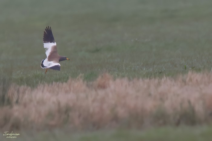 Grey-headed Lapwing