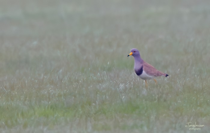 Grey-headed Lapwing
