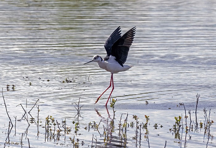 Black-winged Stilt