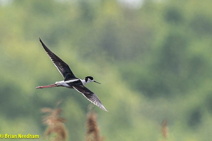 Black-winged Stilt