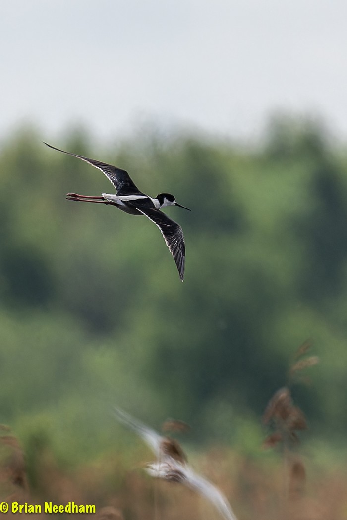 Black-winged Stilt