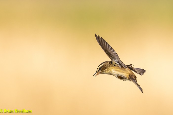 Sedge Warbler