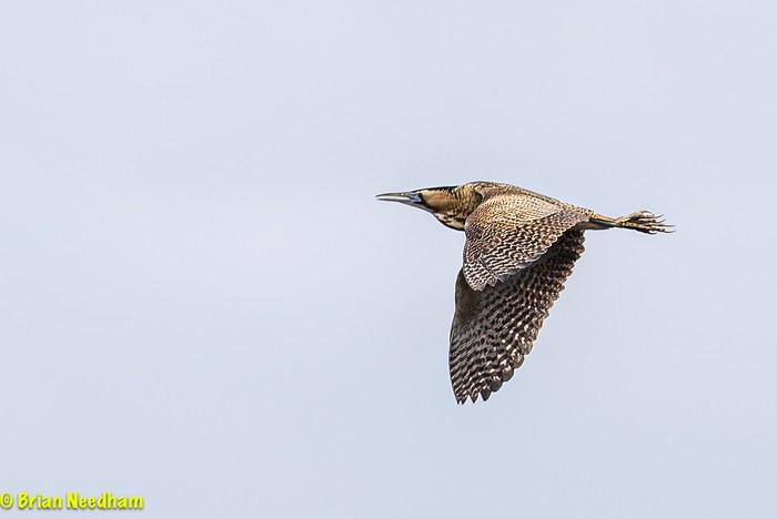 Bittern