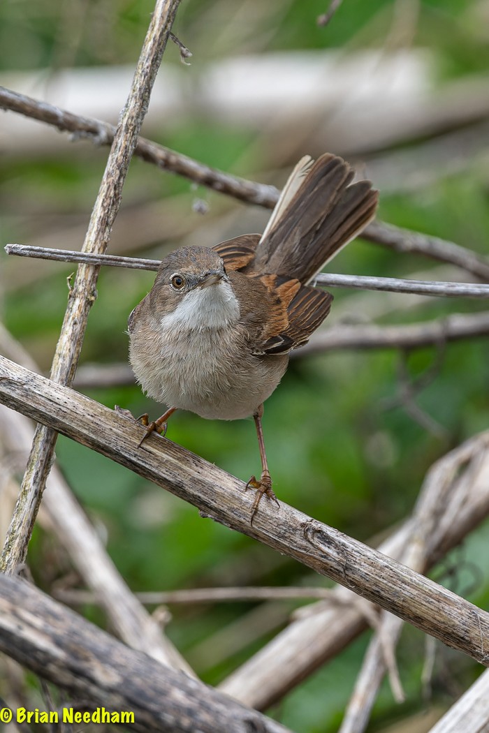 Whitethroat