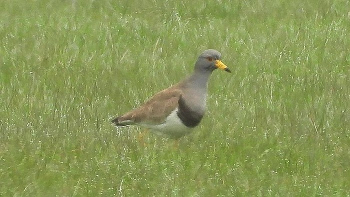 Grey-headed Lapwing