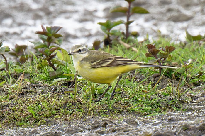 Blue-headed Wagtail