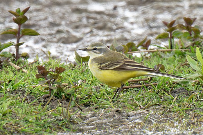 Blue-headed Wagtail