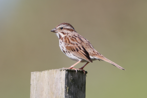 Song Sparrow