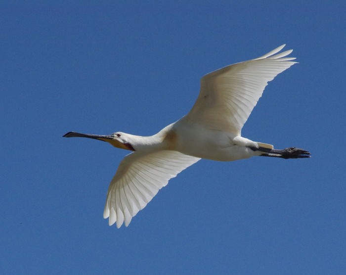 Spoonbill