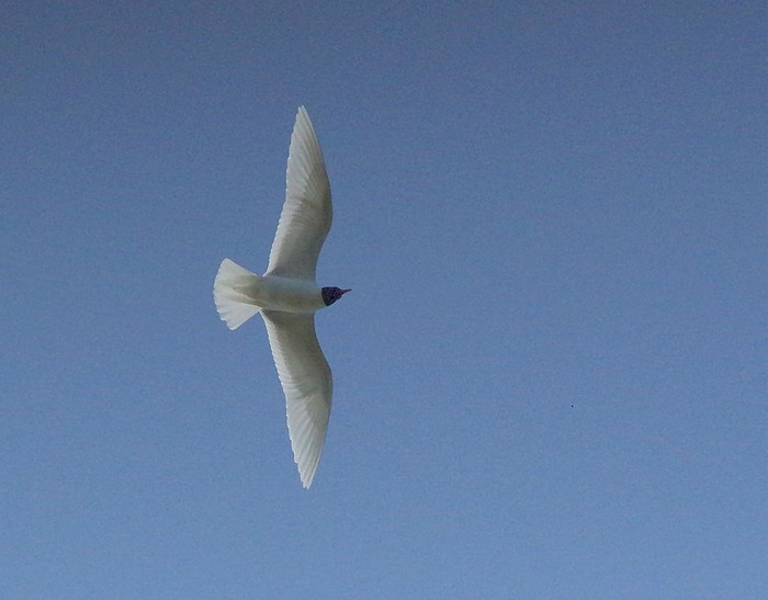 Mediterranean Gull